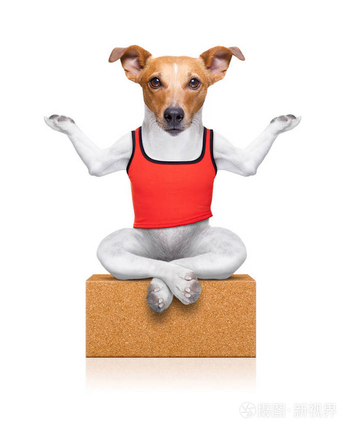 狗坐着放松闭着眼睛在瑜伽砖上孤立在白色背景上