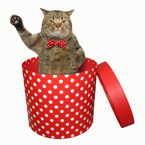 戴着蝴蝶结的猫和一只抬起的爪子在一个圆柱形的红色圆点礼盒里。白色背景。