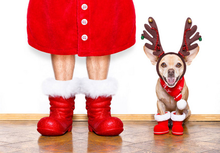 圣诞节吉娃娃圣诞老人圣诞老人的狗被隔离在白色背景上，戴着红色的帽子和靴子，之用