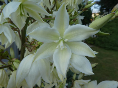 花园里一朵尤卡花的白色花朵