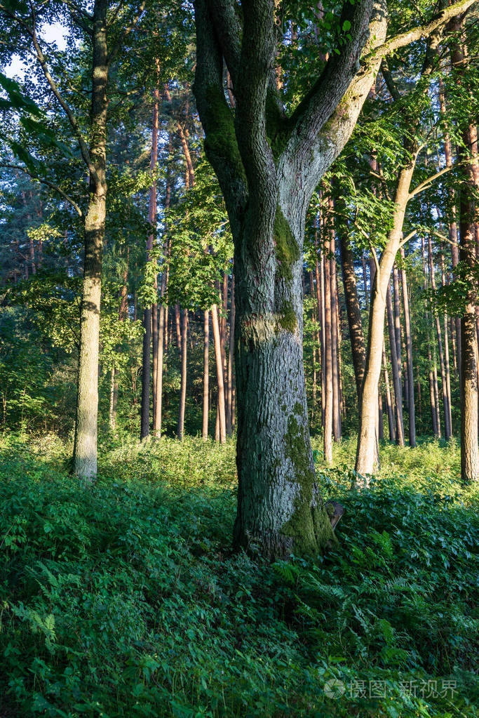 阳光明媚的夏天森林里的树干