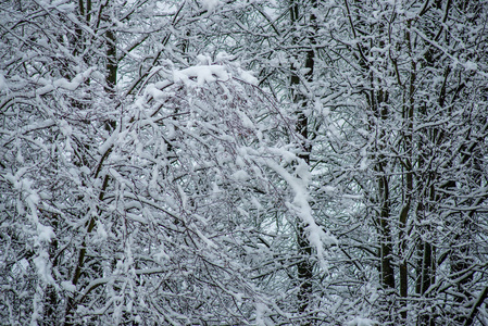 冬季冰雪覆盖枝条的背景