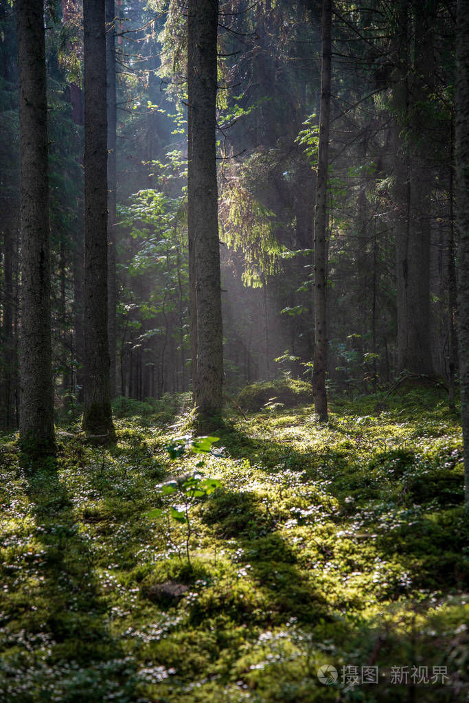 美丽的早晨阳光透过树林照耀