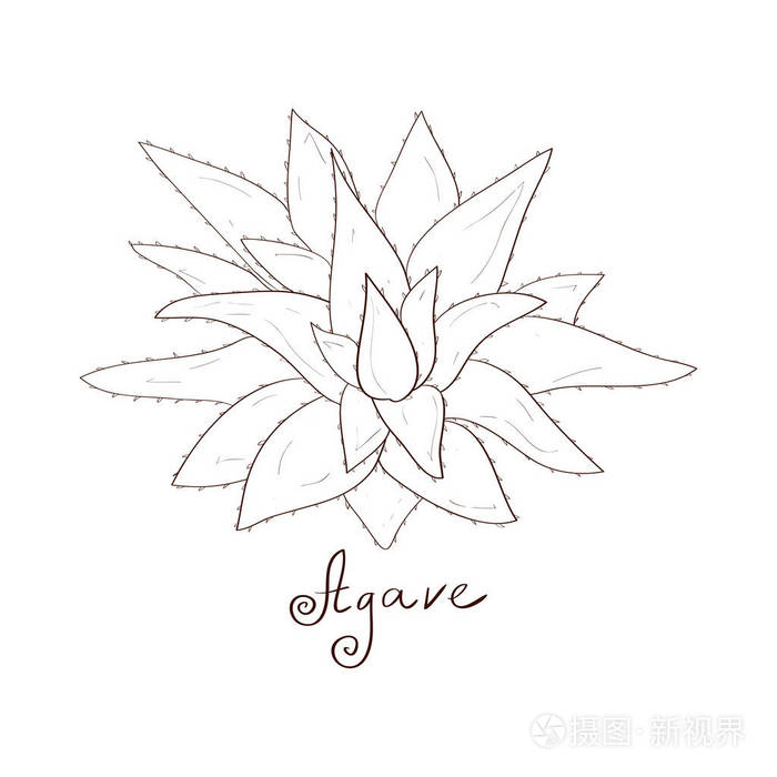 芦荟芦荟素描在白色背景上