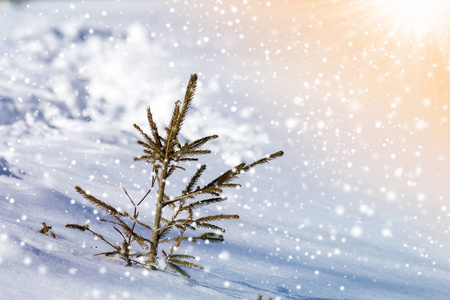 美丽惊人的圣诞节冬季山景。 小青杉树云杉独自生长在深雪中，寒冷阳光明媚霜冻的日子里，清澈明亮五彩缤纷的雪花复制了空间背景。