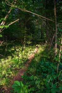 绿色的夏日森林带绿色树叶的旅游徒步小径