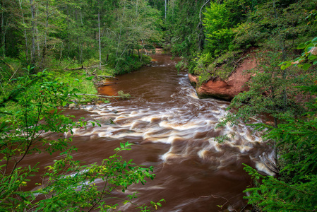 绿色森林中的快速阿马塔河。 拉脱维亚的阿马塔