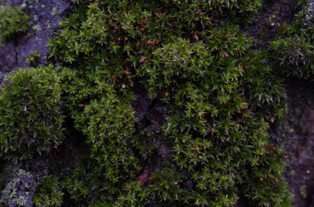 树干上的青黄浅棕色苔藓