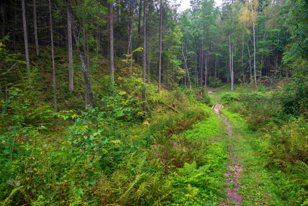 绿色夏季森林的旅游徒步旅行小径，有深色的地面和绿色的树叶