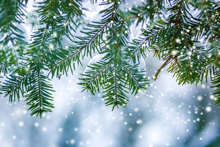 松树的枝条上有绿色的针，覆盖着深深的新鲜干净的雪，在模糊的蓝色户外复制空间背景。 圣诞快乐，新年快乐，贺卡。