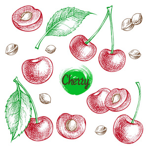 樱桃矢量绘图集。 白色背景上孤立的手绘浆果。 夏季水果雕刻风格插图。 详细的素食。 很好的标签海报打印
