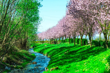 树和蓝色的河流在公园里流动，樱花树上盛开的花朵