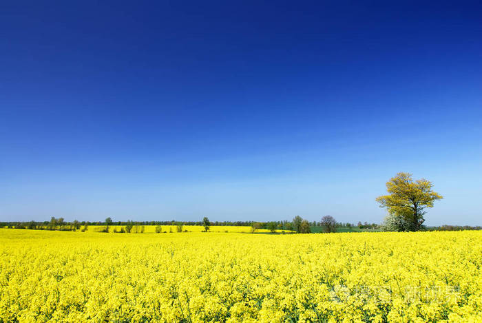 田园诗般的风景孤独的树在黄色的科尔扎田野里蓝天在背景中