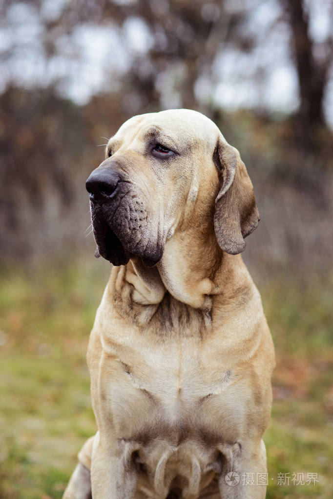 成人菲拉布拉西莱罗巴西獒狗肖像秋季场景