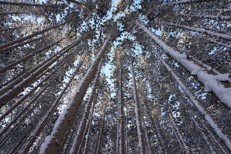 仰望白雪覆盖的松树，背景是蓝天。