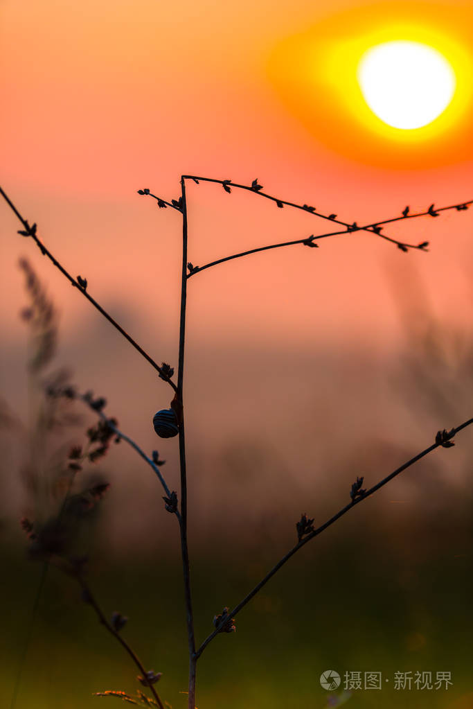 橙色日落的天空,有阳光和花卉植物的前景照片-正版商用图片15prz1-摄