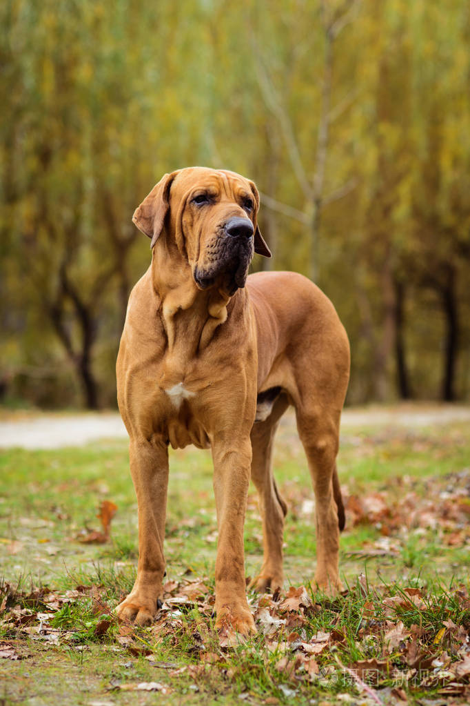 成人菲拉·布拉西莱罗(巴西獒)狗肖像秋季场景