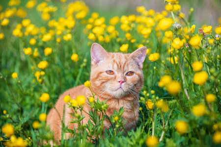 小狸花小猫图片