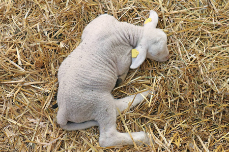 刚出生的小绵羊在农场里放干草图片