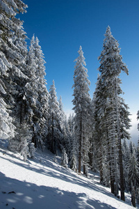 雪覆盖冬山杉树