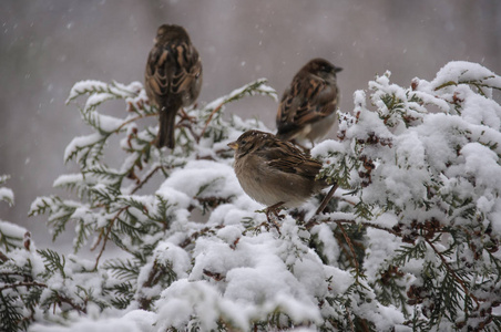 麻雀坐在雪覆盖的树枝上