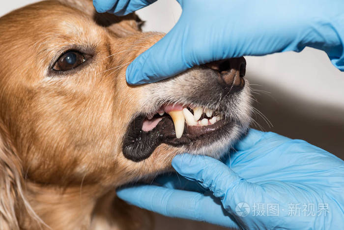 犬牙病治疗犬牙菌斑照片 正版商用图片15pu6d 摄图新视界