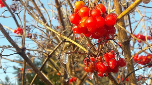 荚的成熟鲜红的浆果, 在花园里的雨滴和晶莹的白雪覆盖