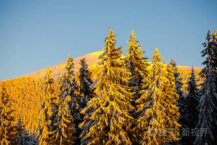 雪山上冬天覆盖的树木