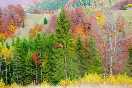 秋天的风景和五颜六色的树木秋天的季节