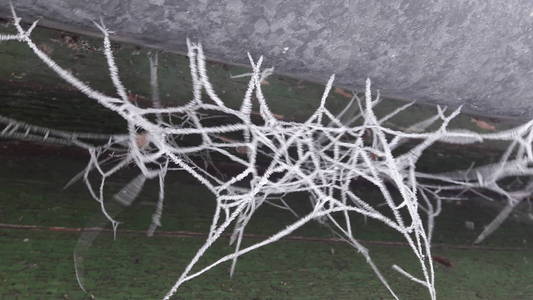 冰冻的蜘蛛网。冰天雪地的特写镜头在蜘蛛网, 一个寒冷的雾蒙蒙的冬日早晨