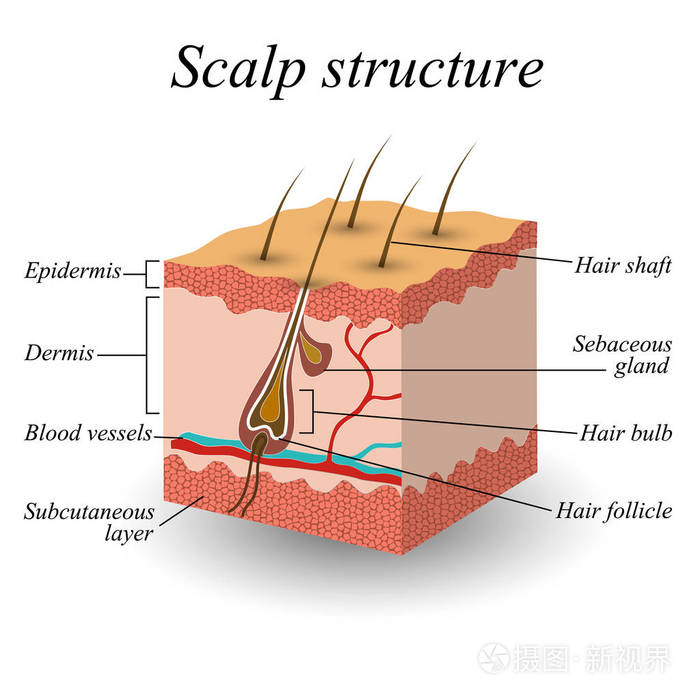 头发头皮解剖训练海报的结构. 矢量图.