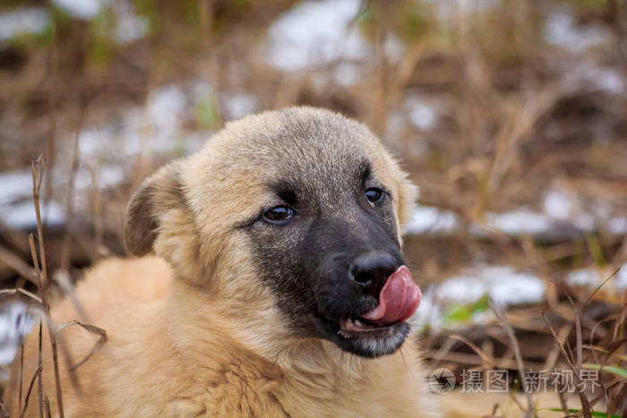 一条狗在干草里的肖像
