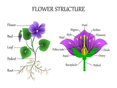植物学和生物学的矢量教育图一节中花的结构.