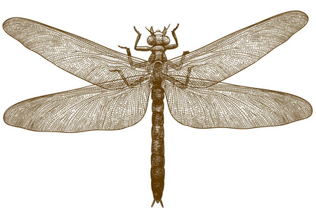 白色背景中分离的蜻蜓的矢量古董雕刻图