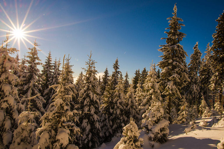 冬季白雪覆盖的树木和蓝天，自然概念