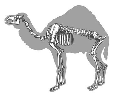 死去的骆驼骨架图片-死去的骆驼骨架素材-死去的骆驼骨架插画-摄图新