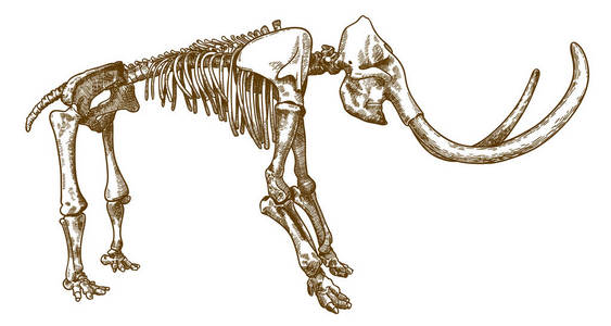 大象的骨骼生长部位图片