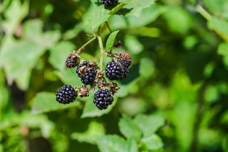 生长在户外灌木上的新鲜黑莓