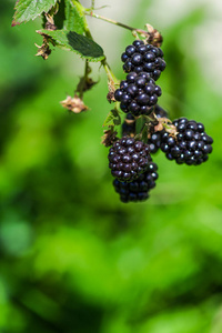 生长在户外灌木上的新鲜黑莓