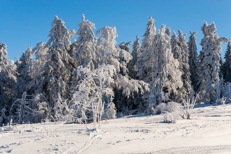 冬山有雪杉树，自然背景有针叶林..