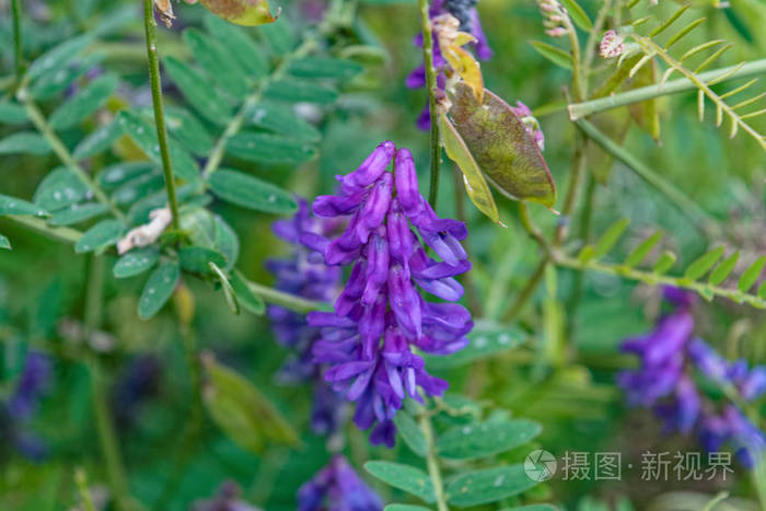簇生紫薇花紫色野花在森林特写