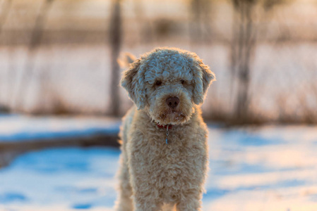 户外冬季和室外下雪的雪犬