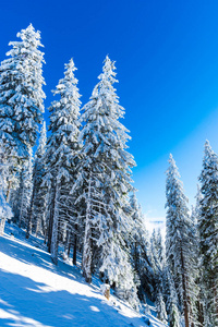 白雪覆盖的冬林，松树