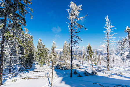 冬山有雪杉树，自然背景有针叶林..