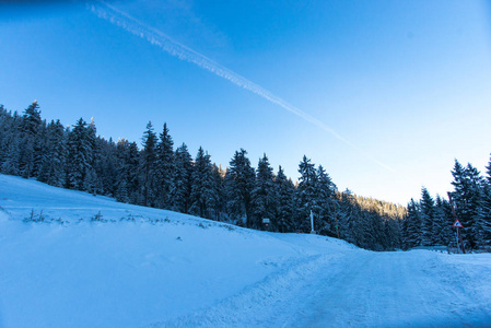 冬山带雪杉树.