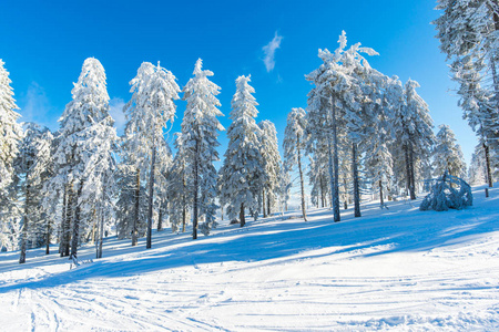 冬山带雪杉树.