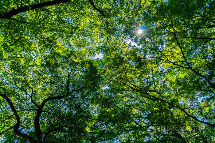 阳光明媚的热带绿色树木和树叶