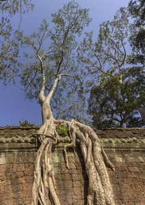 吴哥的塔普罗姆寺，建于13世纪巴彦风格，最初被称为拉贾维哈拉，它是由高棉国王贾亚瓦曼建立的。柬埔寨暹粒。