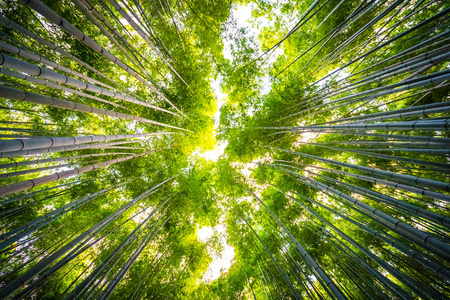 日本京都山森林竹林的美丽景观