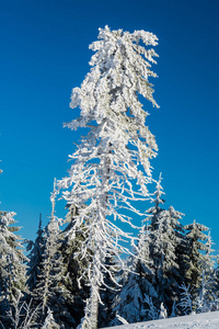 冬山有雪杉树，自然背景有针叶林..